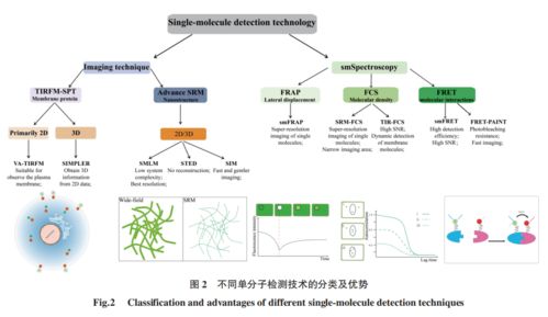 特約綜述 單分子熒光檢測技術(shù)的發(fā)展及其在植物生物學(xué)研究中的應(yīng)用